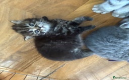 Scottish Fold cats for sale: Scottish fold kittens  - Image 3