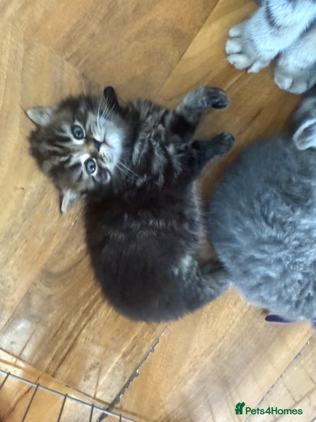 Scottish Fold cats for sale: Scottish fold kittens  - Image 3