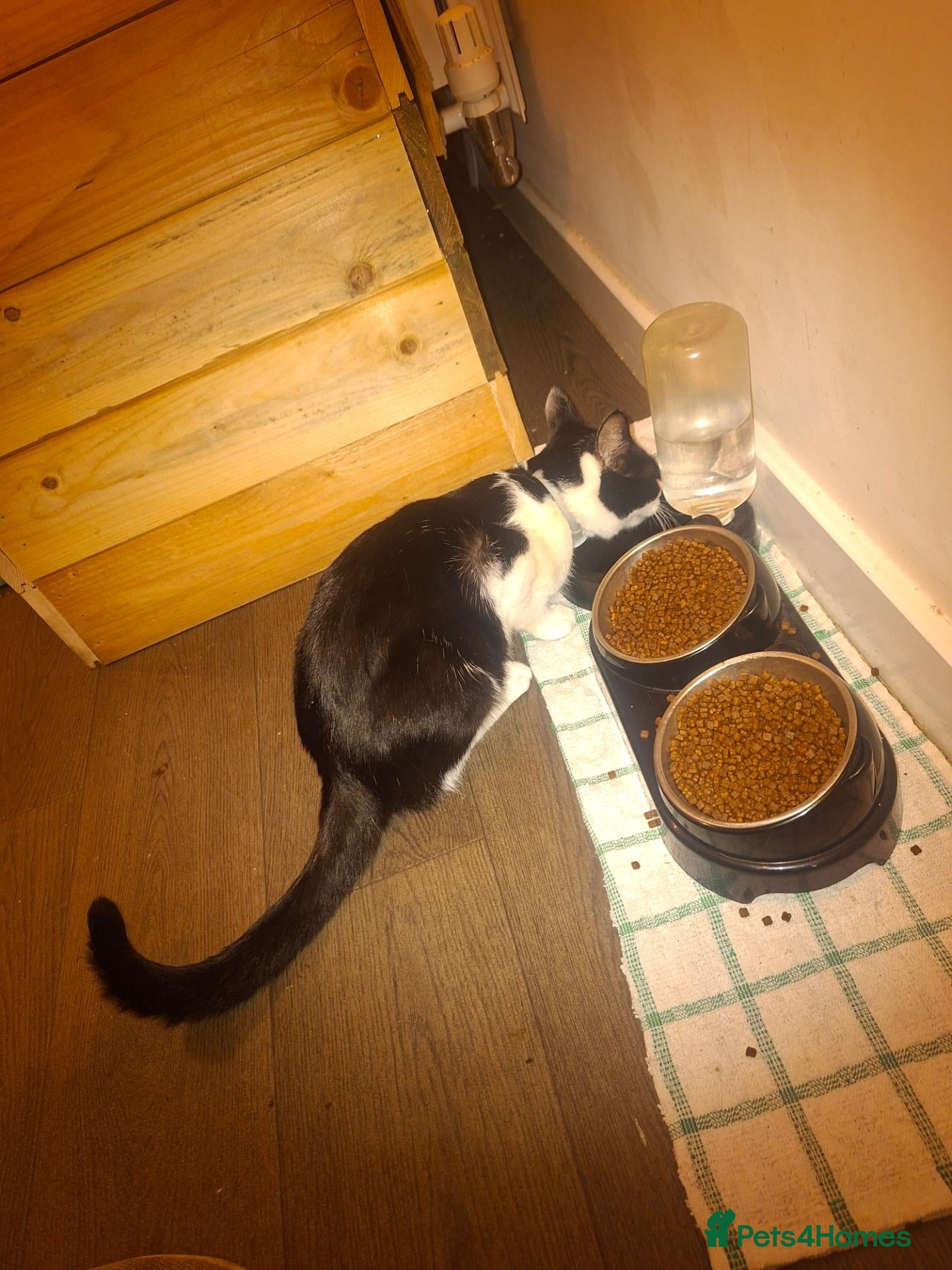 Mixed Breed cats for sale: Kittens - Advert 3