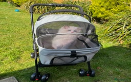 Ragdoll cats for sale: Adorable Ragdoll Kitten Fife Registered Breeder - Image 10