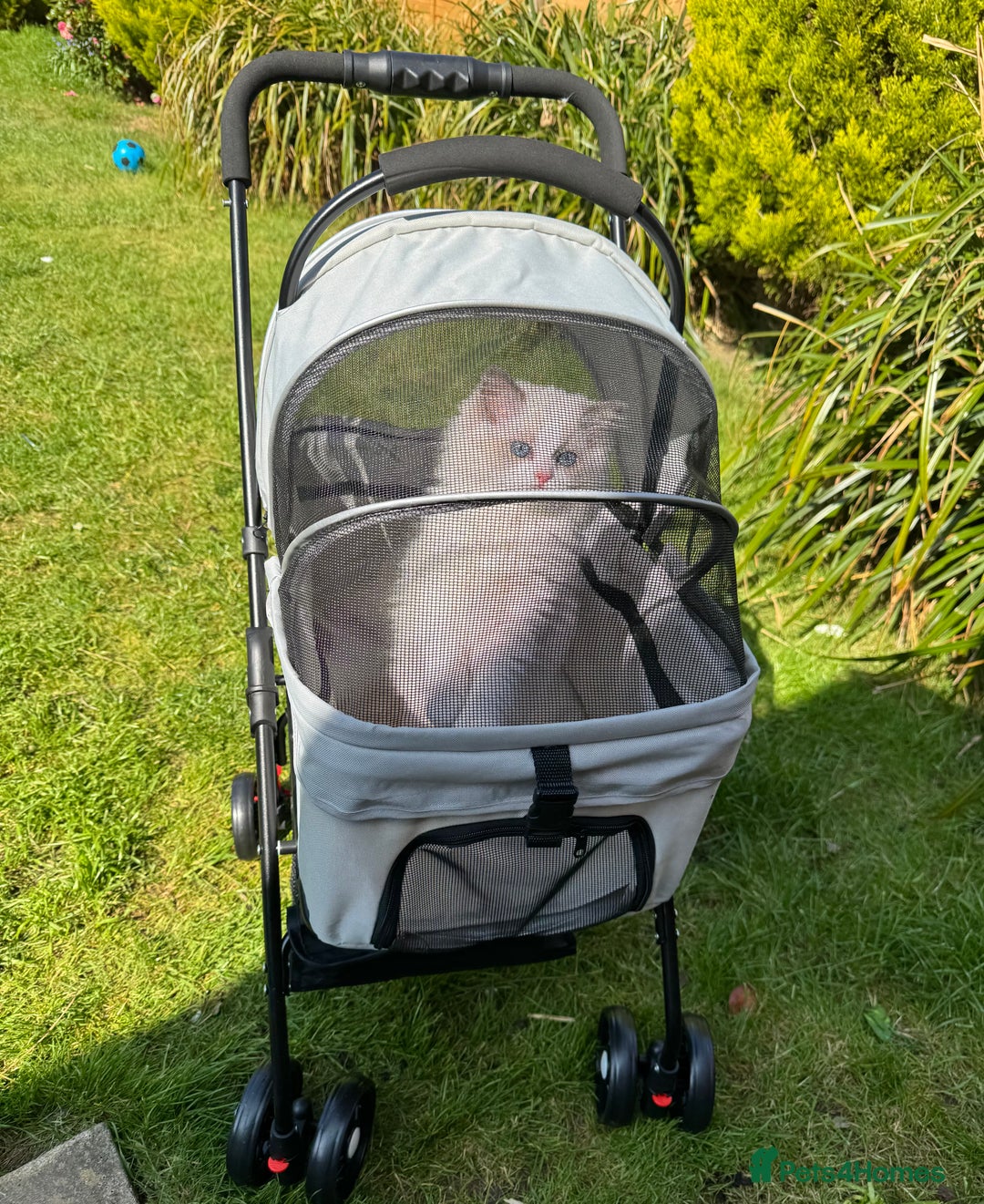Ragdoll cats for sale: Adorable Ragdoll Kitten Fife Registered Breeder - Image 10