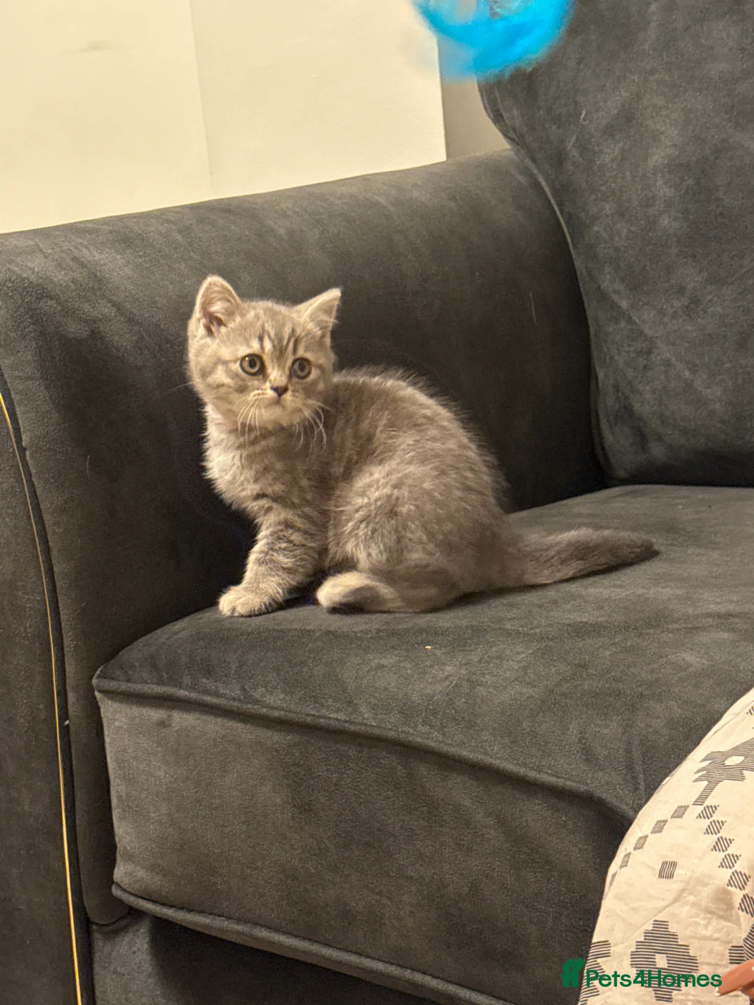 British Longhair cats for sale: British shorthair kitten  - Advert 2