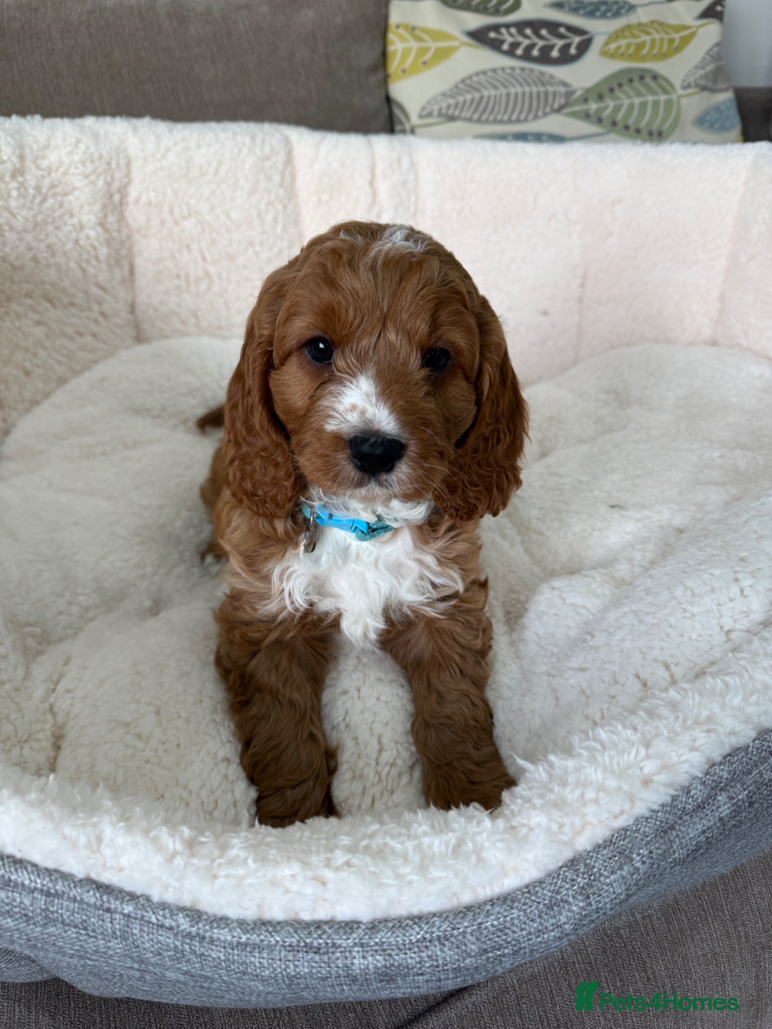 Cavapoo dogs F1 Cavapoo puppies - Advert 2