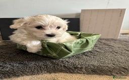 Maltese dogs for sale: Gorgeous Maltese Puppies For Sale. - Image 2