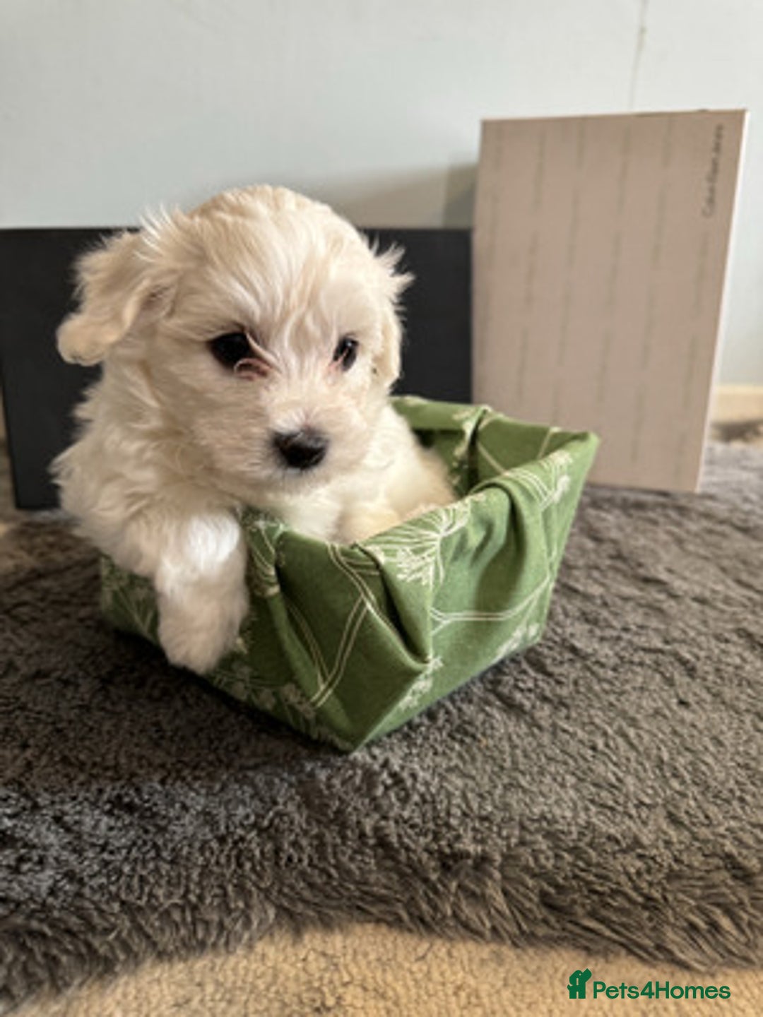 Maltese dogs for sale: Gorgeous Maltese Puppies For Sale. - Image 2