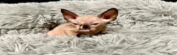 Sphynx cats for sale: TICA Reg Sphynx Kittens, Extensive Genetic Testing - Advert 20