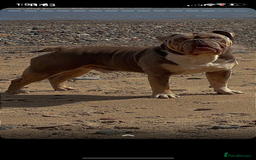 English Bulldog dogs for sale: English bulldog pups for sale  - Image 5
