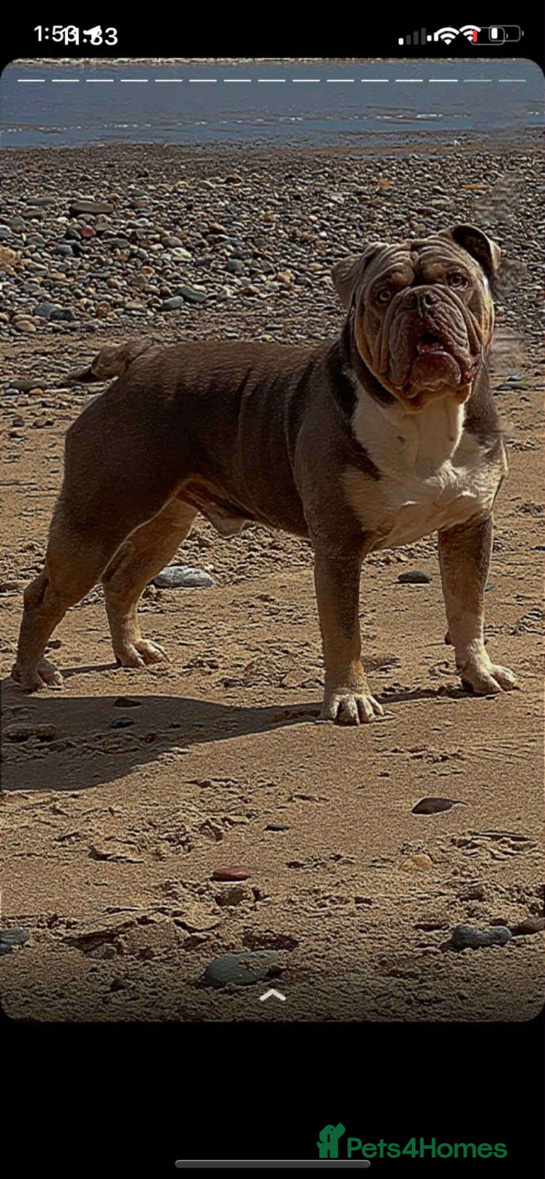 English Bulldog dogs for sale: English bulldog pups for sale  - Image 5
