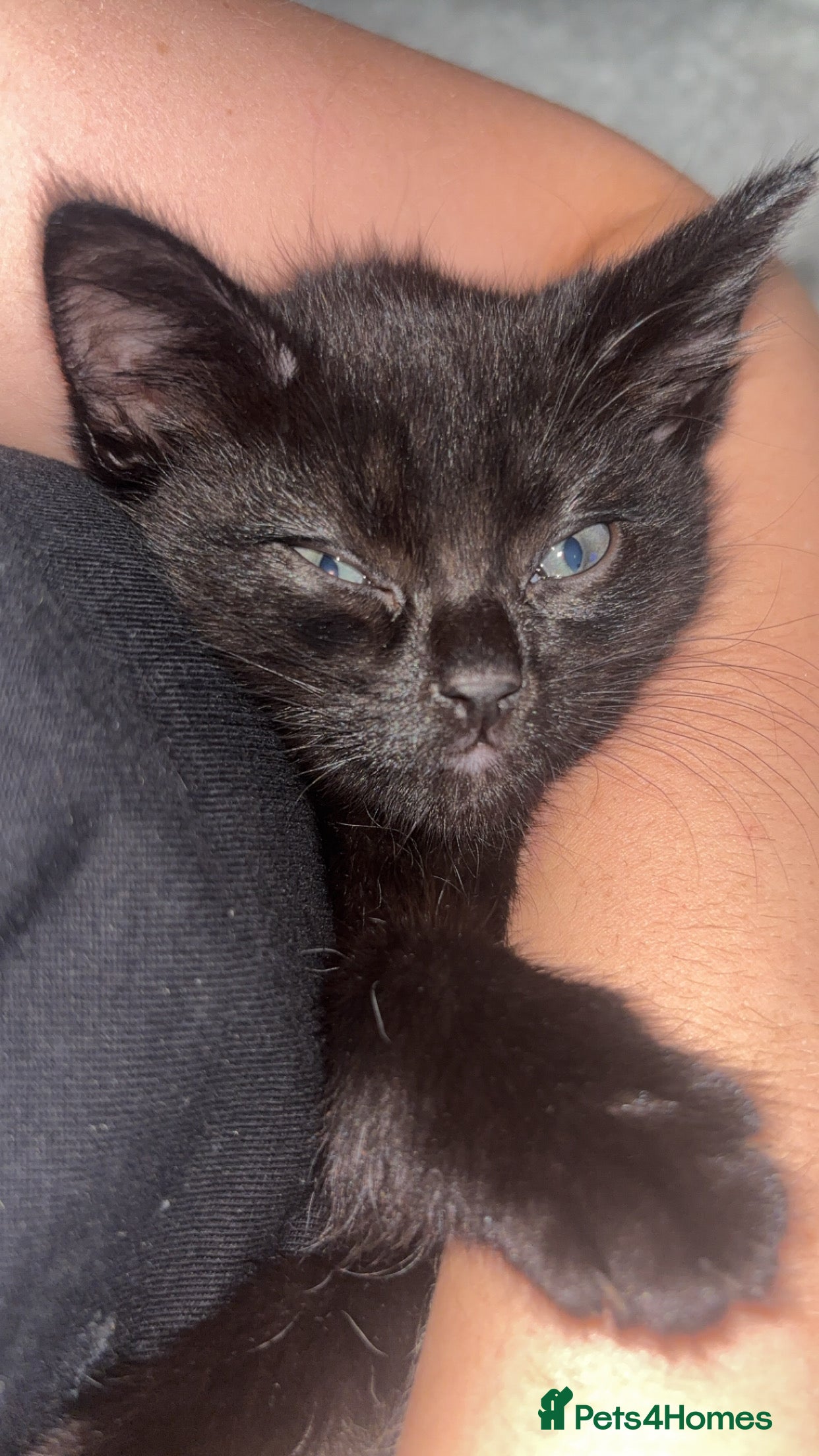 British Shorthair cats Female Kitten 8 months old  - Advert 3