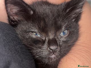 British Shorthair cats Female Kitten 8 months old - Advert 4