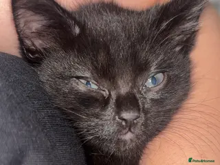 British Shorthair cats Female Kitten 8 months old - Advert 5