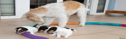 Fox Terrier dogs for sale: Wire haired fox terrier pups based in Kent in Gravesend - Advert 9