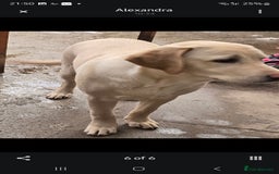 Labrador Retriever dogs for sale: Labrador  - Image 3