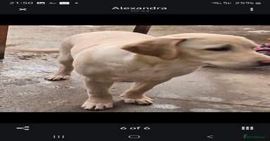 Labrador Retriever dogs - Advert 4