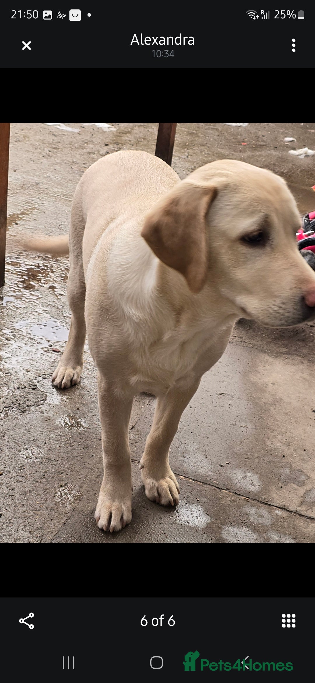 Labrador Retriever dogs for sale: Labrador  - Image 3