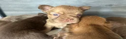 French Bulldog dogs for sale: Fluffy Frenchies  - Advert 33