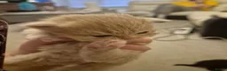 Persian cats for sale: 5 beautiful persian x tabby kittens  - Advert 4