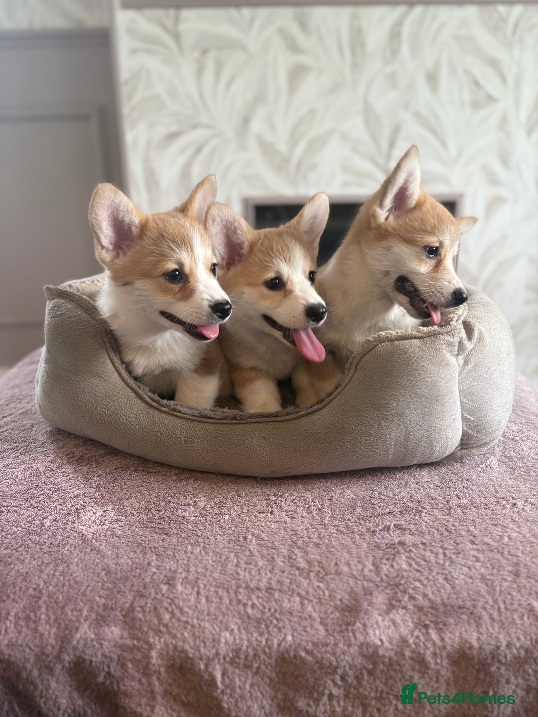 Welsh Corgi Pembroke dogs for sale: Outstanding Pembrokeshire Corgi Puppies  - Advert 27