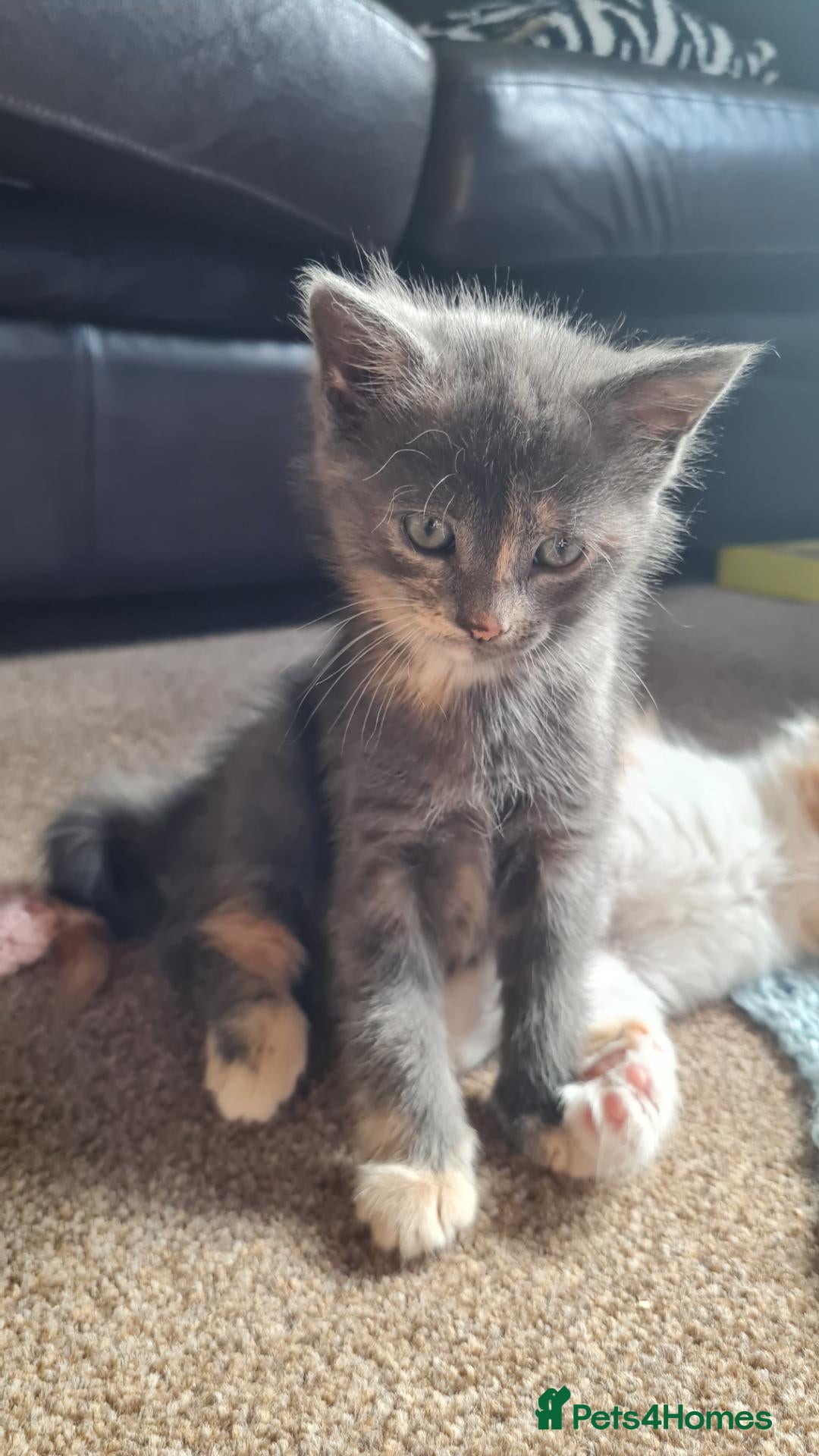Mixed Breed cats 1 cute british short hair mix girl - Advert 4
