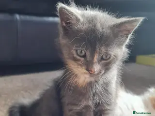 Mixed Breed cats 1 cute british short hair mix girl - Advert 4