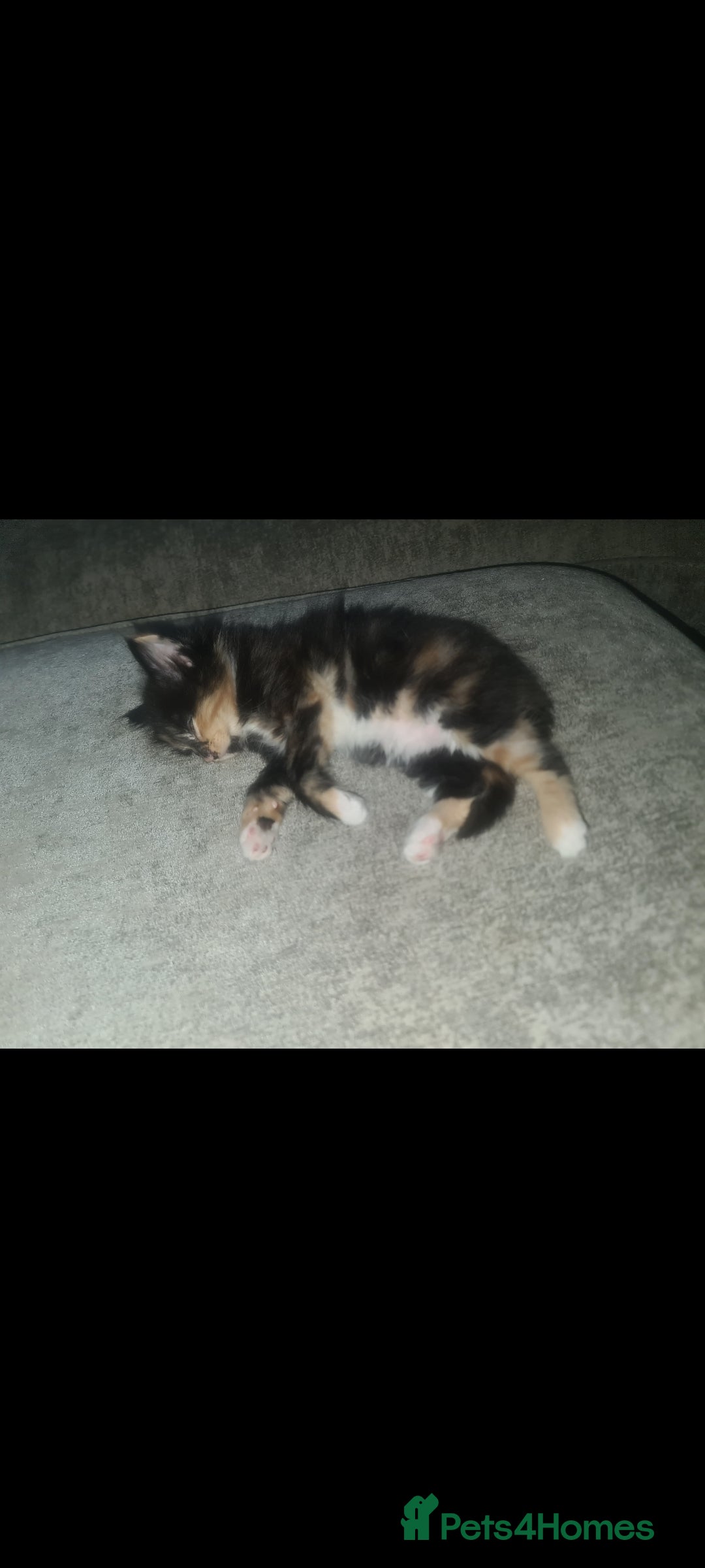 British Shorthair cats for sale: Beautiful brother and sister kittens  - Image 4