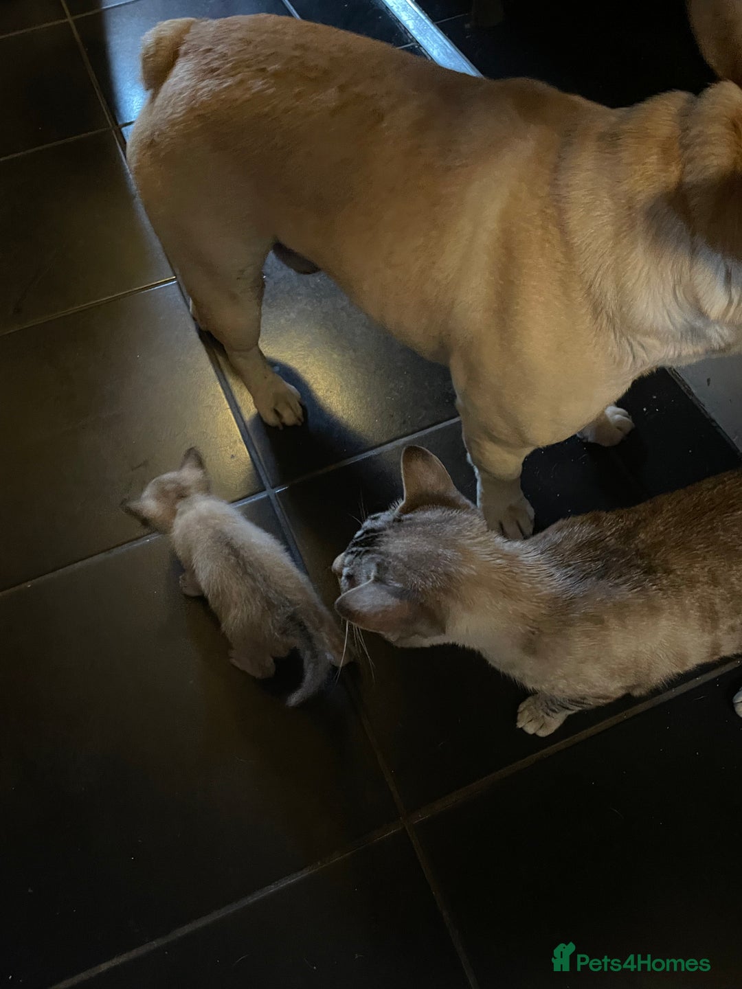 Bengal cats for sale: INTRODUCING 3 ❤️❤️❤️ BEAUTIFUL FELINES  - Image 6