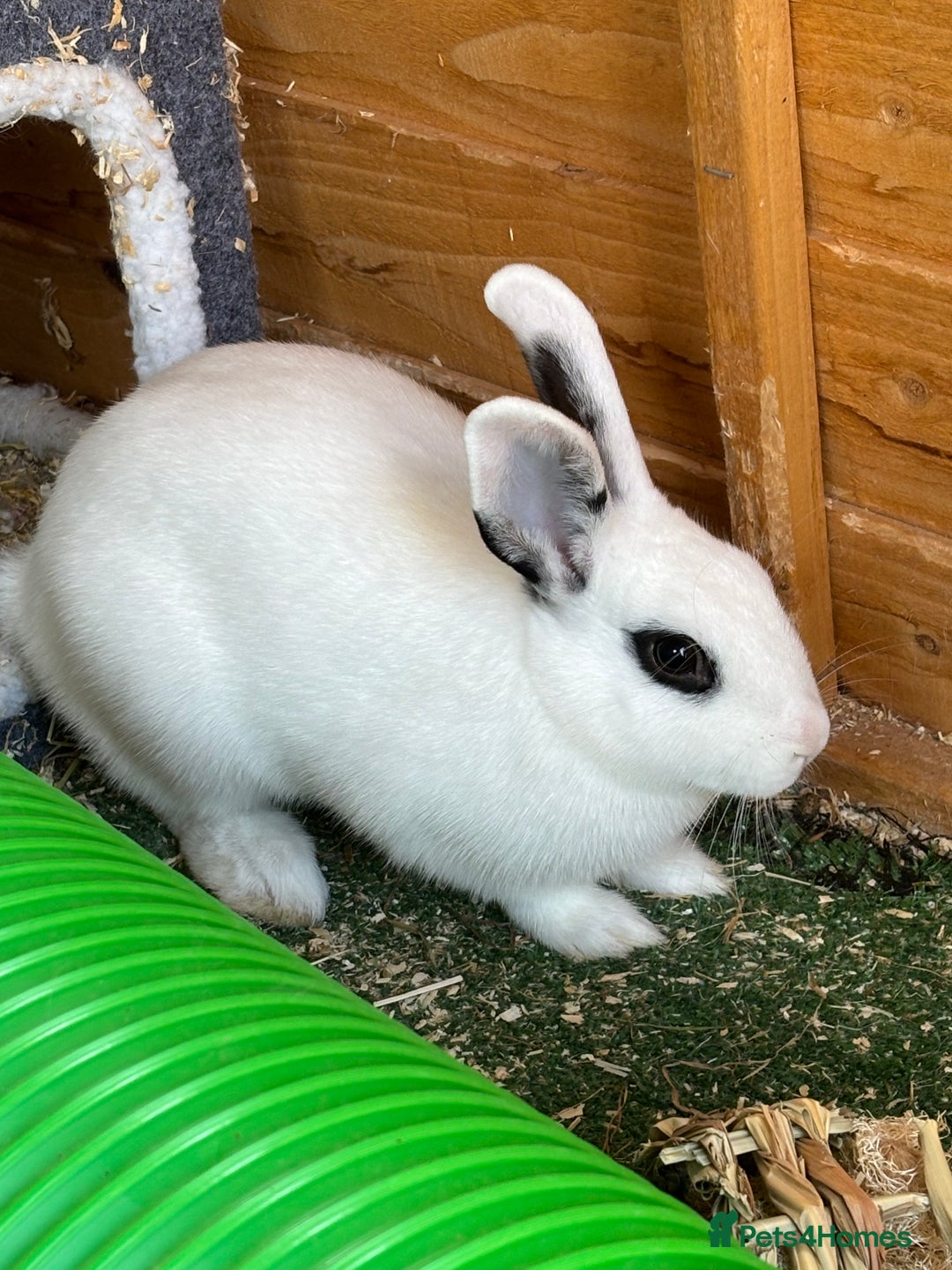 Dwarf Hotot rabbits for sale: Baby female hotot - Image 2