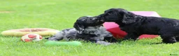 Cockapoo dogs for sale: Beautiful Cockapoo puppies for sale  - Advert 36