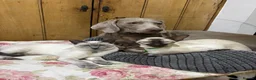 Siamese cats for sale: Pedigree quality kittens  in Longhope - Advert 15