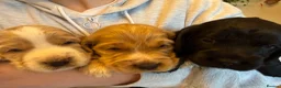 Cockapoo dogs for sale: FB1 Cockapoos for sale  - Advert 11