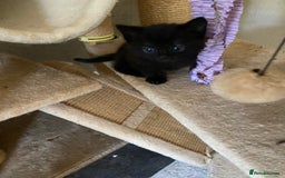 Mixed Breed cats for sale: Scottish fold cross for sale  - Image 34