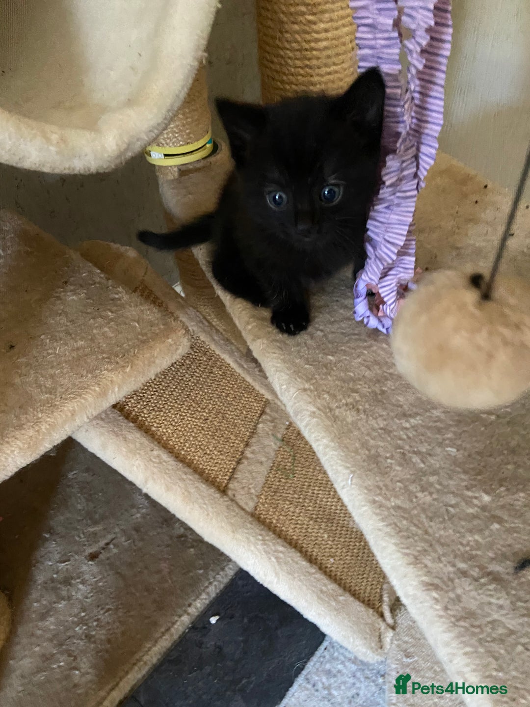 Mixed Breed cats for sale: Scottish fold cross for sale  - Image 34