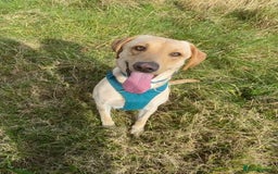 Labrador Retriever dogs for sale: stunning KC registed Labrador Retriever - Image 2