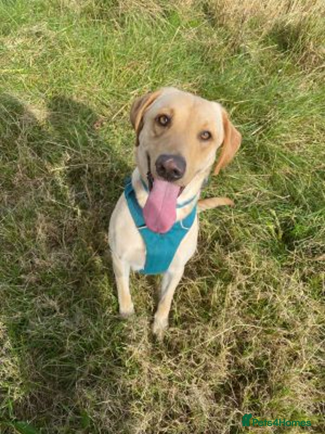 Labrador Retriever dogs for sale: stunning KC registed Labrador Retriever - Image 2