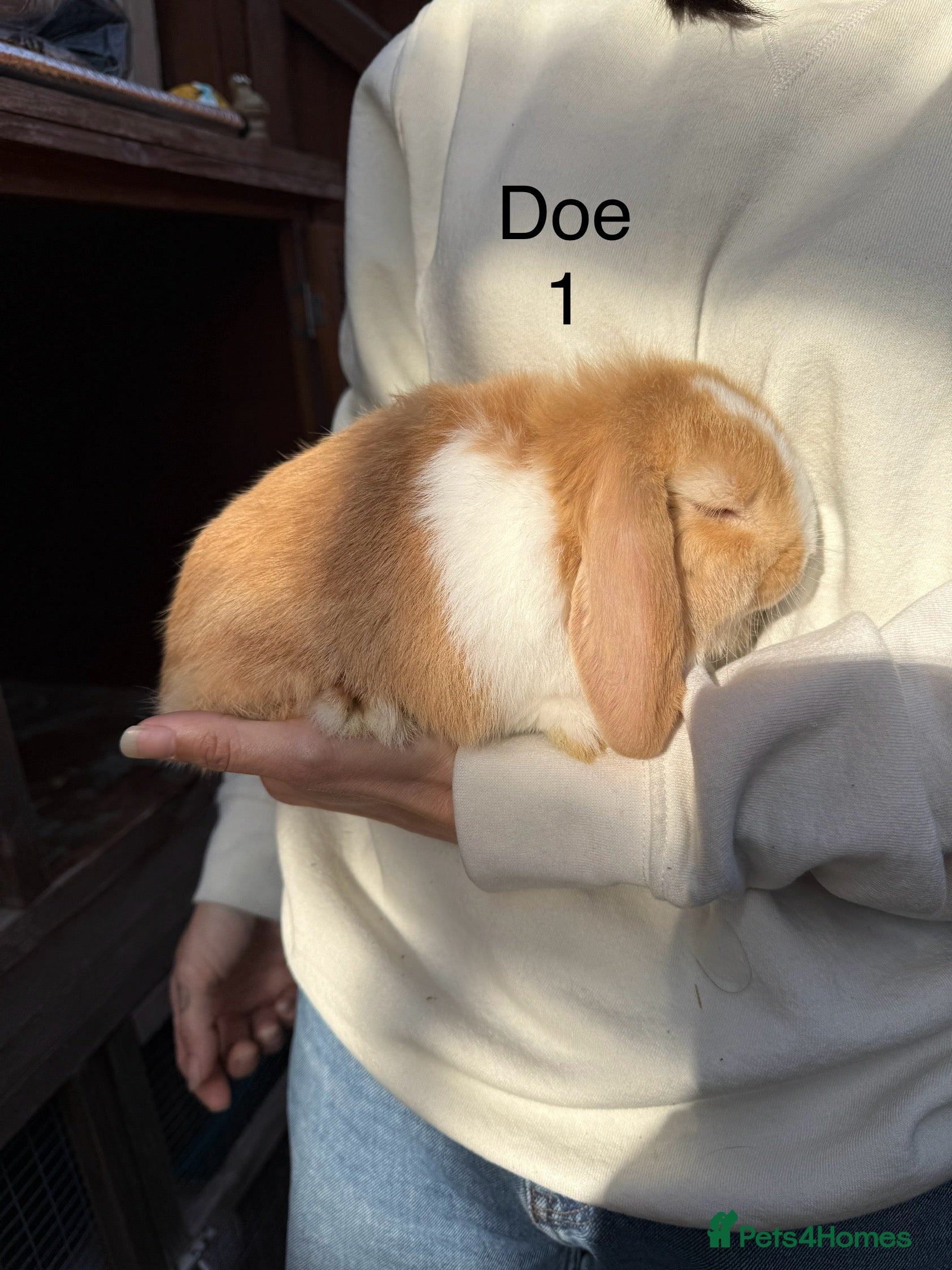 Mini Lop rabbits Beautiful purebred mini lops - Advert 2