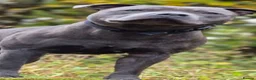 Staffordshire Bull Terrier dogs for sale: Exceptional Staffordshire Bull Terriers for sale - Advert 28