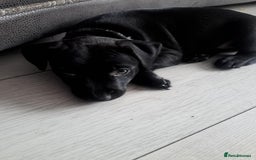 Patterdale Terrier dogs for sale: Patterdale pups - Image 11