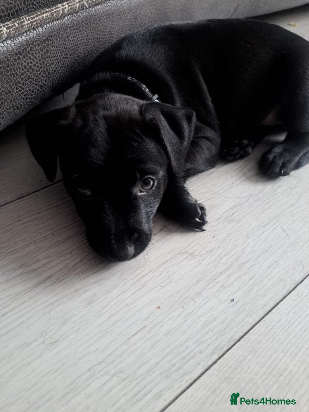 Patterdale Terrier dogs for sale: Patterdale pups - Image 11