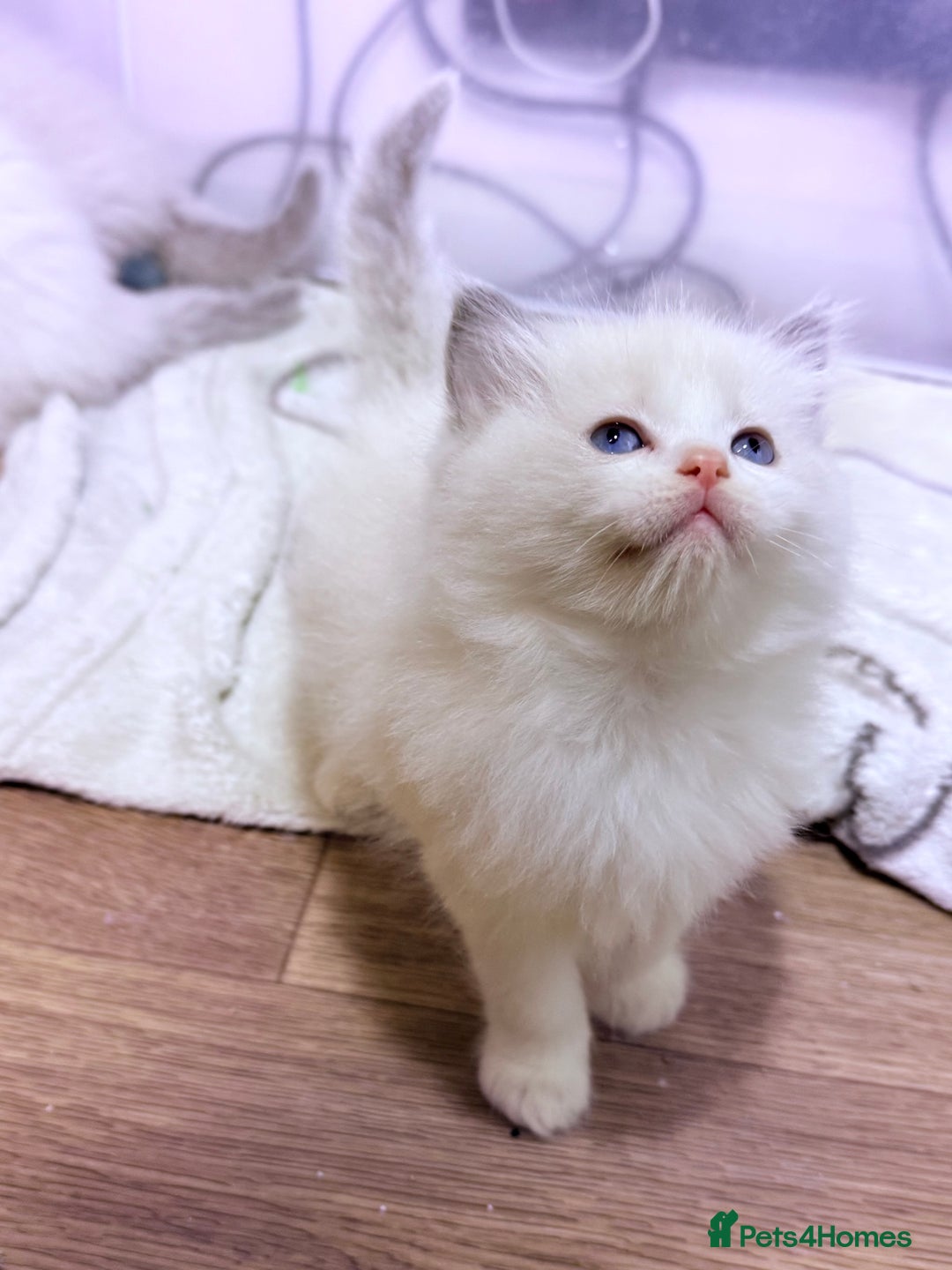 Ragdoll cats for sale: 💕🏅GCCF reg. Champ blood Beautiful Ragdolls 🏅💕 - Advert 14