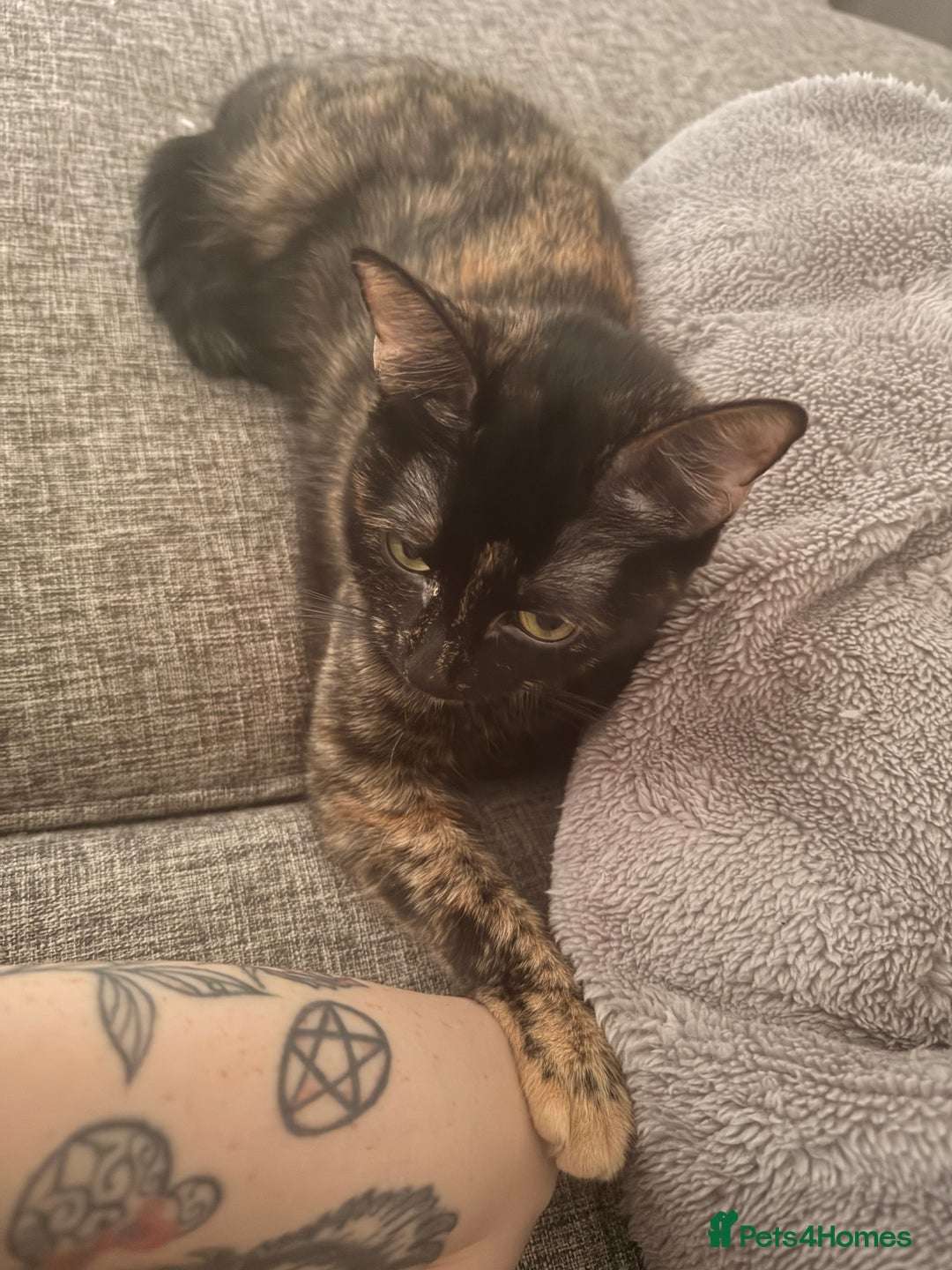 British Shorthair cats for sale: Cuddly INDOOR Tortoiseshell female  - Advert 8