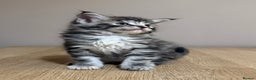 Maine Coon cats for sale: Stunning Maine Coon cross kittens - Advert 19