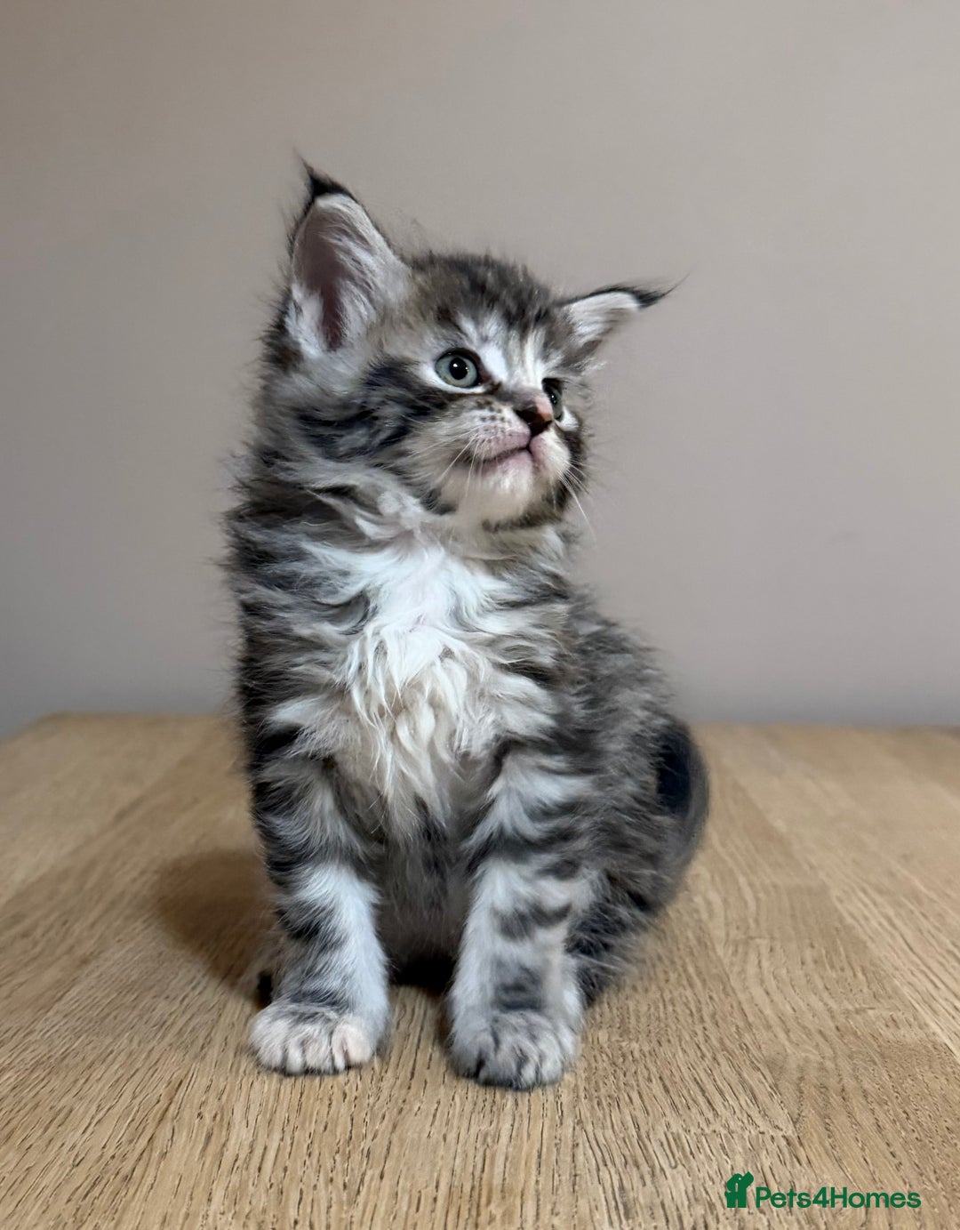 Maine Coon cats for sale: Stunning Maine Coon cross kittens - Advert 19