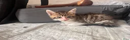 Mixed Breed cats for sale: Kittens For Sale – 5 Left! East London in London - Advert 3