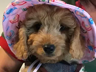 Labradoodle dogs PERFECT F1B MINI LABRADOODLE PUPS - Advert 5