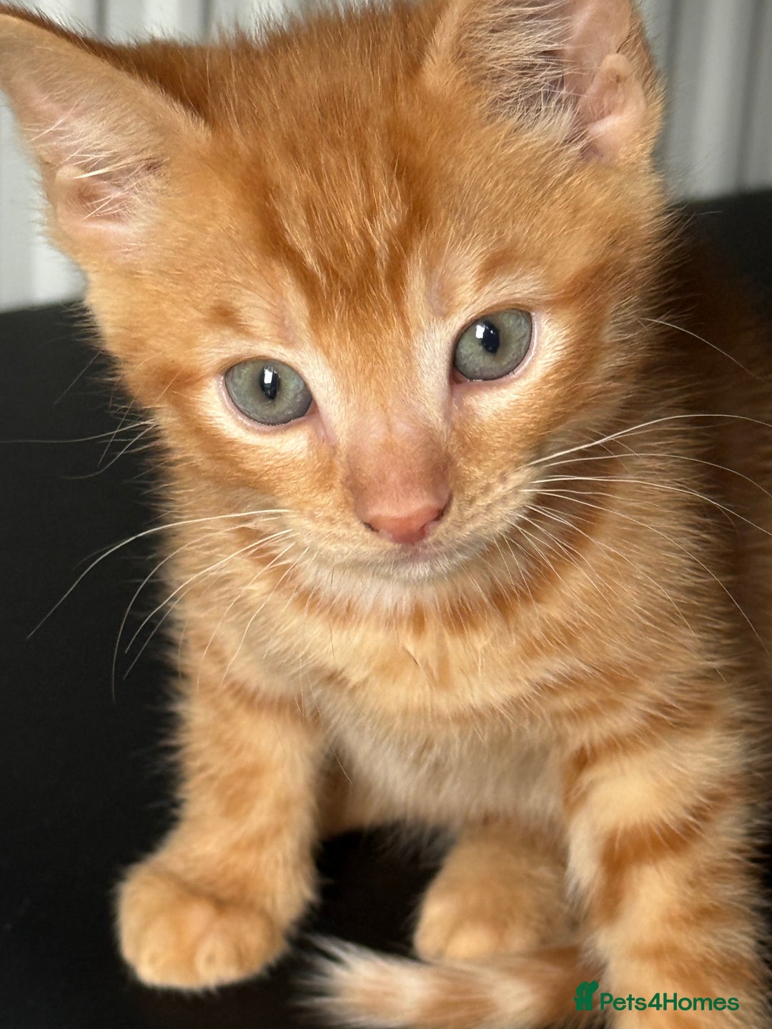 Maine Coon cats for sale: Beautiful mixed breed kittens  - Image 9