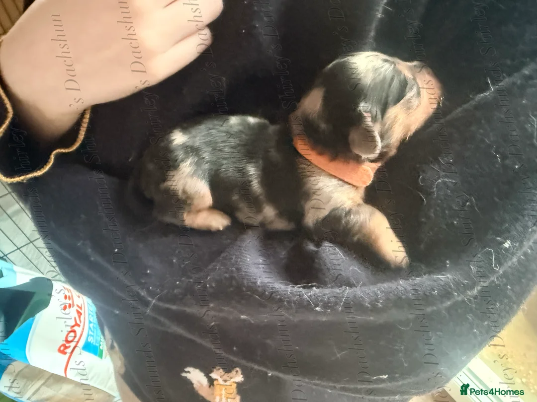 Miniature Dachshund dogs for sale: Longhaired Miniature Dachshunds KC Registered  - Advert 34