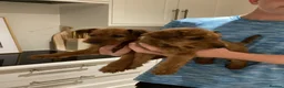 Irish Terrier dogs for sale: Amazing Irish terrier puppies in Walsall - Advert 3
