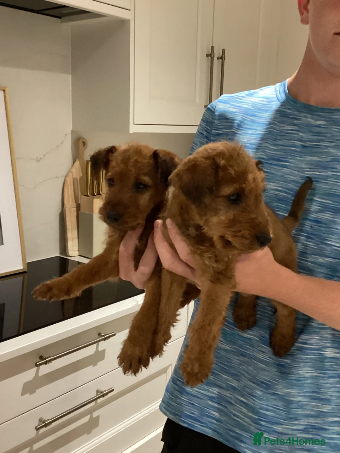 Irish Terrier dogs for sale: Amazing Irish terrier puppies in Walsall - Advert 3