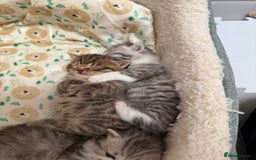 British Longhair cats for sale: Scottish Straights Longhair and Shorthair - Image 14