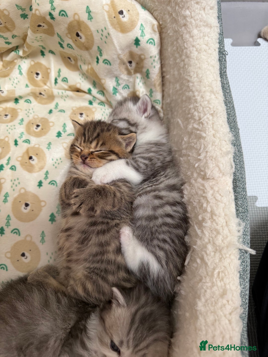 British Longhair cats for sale: Scottish Straights Longhair and Shorthair - Image 14